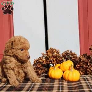 Hamitch, Miniature Poodle Puppy